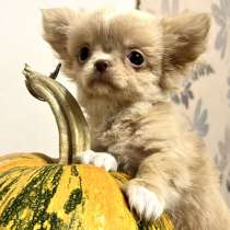 Чихуахуа. Мини, в г.Aach