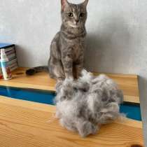 Грумер, в г.Буэнос-Айрес