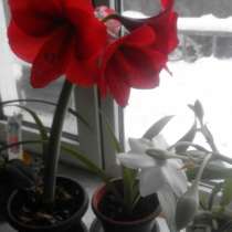 Комнатные цветы, Амариллис (Amaryllis)Red Lion (красный лев), в г.Талдыкорган