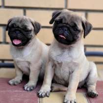 Мопс. Fawn, в г.Берлин