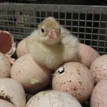 Индюшата, инкубационные яйца, мясо, в Санкт-Петербурге