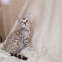 Snow Bengal cat, в г.Амхерст