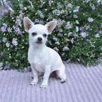 Чихуахуа, в г.Belgern