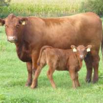 Предоставляем на экспорт КРС с Украины бык, корова живой вес, в г.Одесса