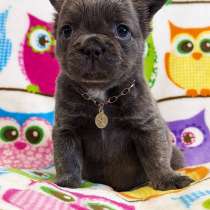 French bulldog fluffy. Blue boy's, в г.Берлин