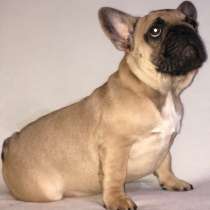 Французский бульдог, в г.Марбург