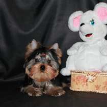 Небольшой мальчик Йоркширского терьера, в Москве