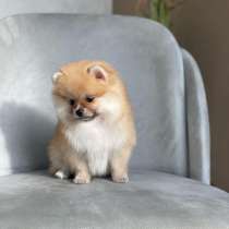 Шпиц мини, в г.Берлин