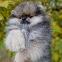 Померанский шпиц - мишка, в г.Берлин