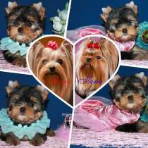 Пятимесячная девочка Йоркширского терьера, в Москве