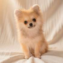 Дизайнерский мальчик помчи. Микро размера, в г.Вена