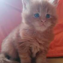 Мейн-кун, в г.Таллин