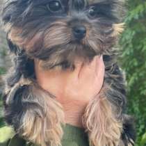 Йоркширский терьер. Мини, в г.Аренсбург