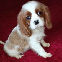 Кавалер Кинг Чарльз спаниель, в г.Берлин