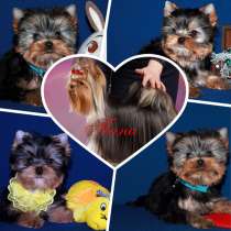 Щенки Йоркширского терьера. Три мальчика, в Москве