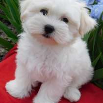 Мальтезе. Мини, в г.Франкфурт-на-Майне