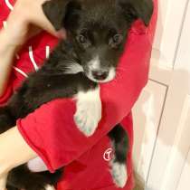 Крошечный щенок от маленькой собачки, в Санкт-Петербурге