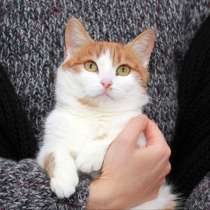 Котенок в добрые руки. Медовая Сонечка, кошечка подросток, в Калуге