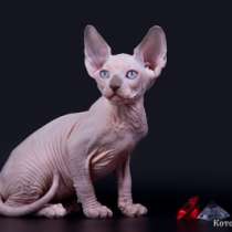 Эльф, Двэльф, бамбино, сфинкс, это нежность и ласка!, в Пятигорске