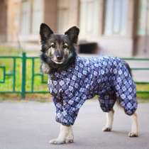 Пёсик в костюмчике ищет дом, в Санкт-Петербурге