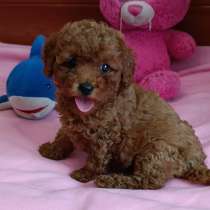 Пудель. Red, в г.Марбург