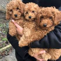 Poodle. Boy's, в г.Bad Kleinen