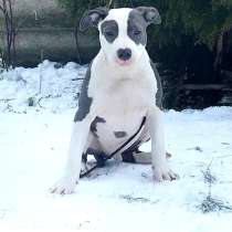 Американский стаффордширский терьер, в г.Bergen