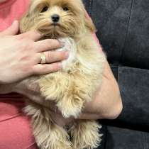 Девочка мальтипу, в г.Нью-Йорк