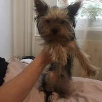 Йоркширский терьер, в г.Пезинок