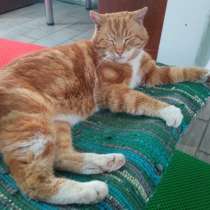 Умный рыжий котик для загородного дома, в Санкт-Петербурге