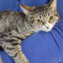 Тигра в поиске дома, в Москве