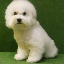 Bichon Frize. Boy, в г.Гамбург