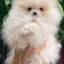 Померанский шпиц. Мини, в г.АРДАГАН