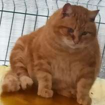 Самый рыжий, самый большой, самый классный кот ищет дом, в Санкт-Петербурге
