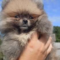 Померанский шпиц. Мини, в г.Rothenburg