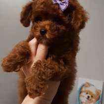 Toy puddle. Red brown boy, в г.Берлин