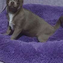 Чихуахуа. Lilac, в г.Мюнхен