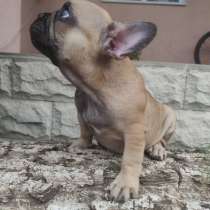 Französische Bulldogge Welpen, в г.Милан