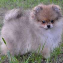 Померанский шпиц, в г.Нинбург