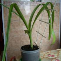 Продаю,1000-20000 драм, зависит от размера, Индийский лук, в г.Ереван