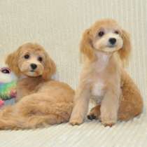 Мальтипу F - 1, в г.Arkebek