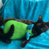 Маленькая кошечка-совершенство, в Санкт-Петербурге