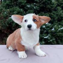 Девочка вельш корги кардиган, в г.Витебск