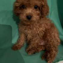 Той пудель. Red, в г.Falkenstein