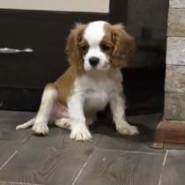 Мальчики кавалерчики, в г.Париж