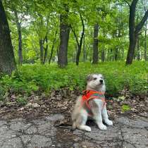 Маламут, в Самаре