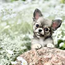 Щенок чихуахуа мини девочка, в Выборге