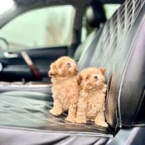 Maltipoo F1, в г.Майами