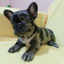 Французский бульдог. Dark merle, в г.Herzberg