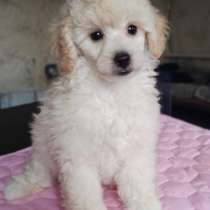 Пудель, в г.Кёльн